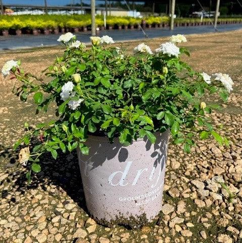 Rosa 'Meizorland’ PP#28,054  - White Drift® Rose