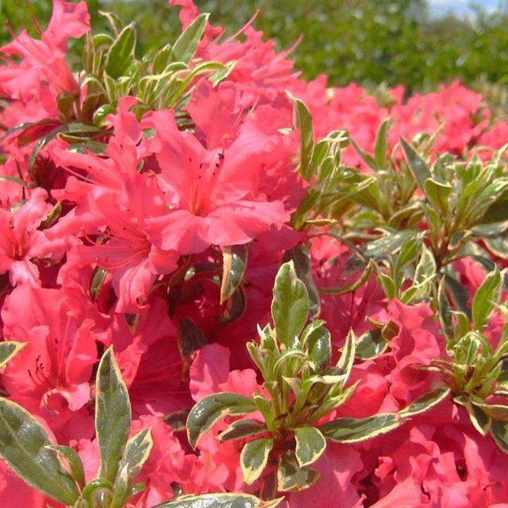 Azalea x 'Arctic Rose  - Arctic Rose Azalea