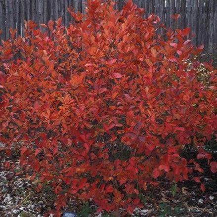 Aronia melanocarpa 'Morton'  - Iroquois Beauty™ Chokeberry