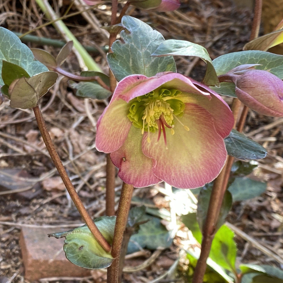 Helleborus 'EPB 25'  - Frostkiss® Glenda's Gloss® Hellebore
