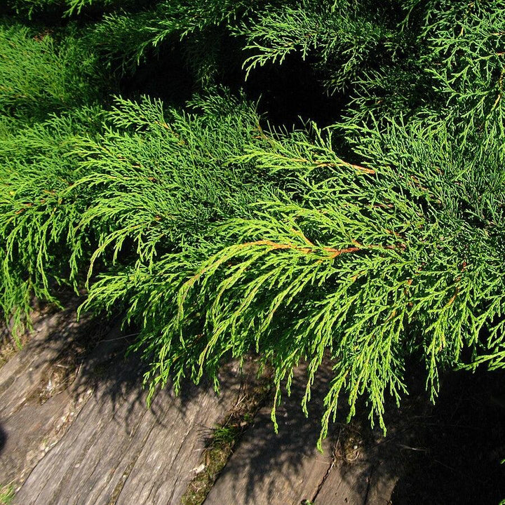 Microbiota decussata  - Siberian Cypress, Russian Arborvitae