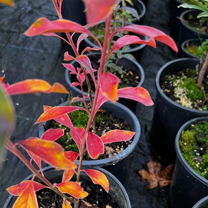 Enkianthus campanulatus 'Showy Lanterns'  - Showy Lanterns Enkianthus
