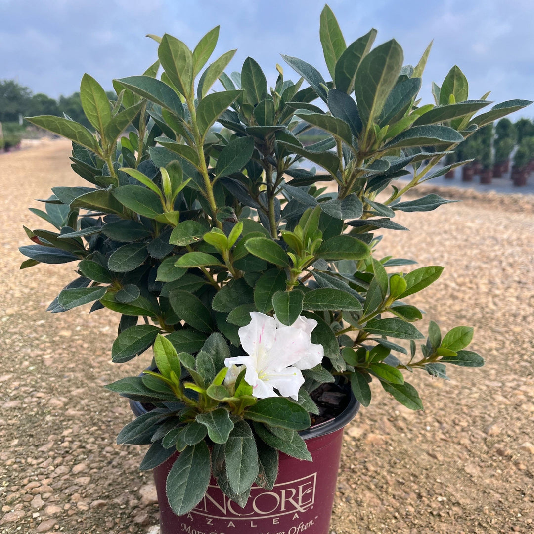 Rhododendron ‘Roblex’  - Encore® Autumn Lily™ Azalea