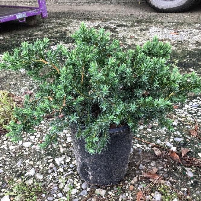 Juniperus conferta 'Blue Pacific'  - Blue Pacific Shore Juniper
