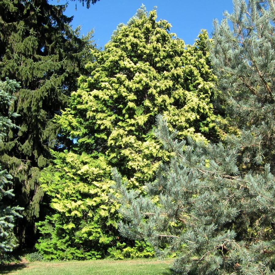 Chamaecyparis obtusa 'Crippsii'  - Golden Hinoki False Cypress