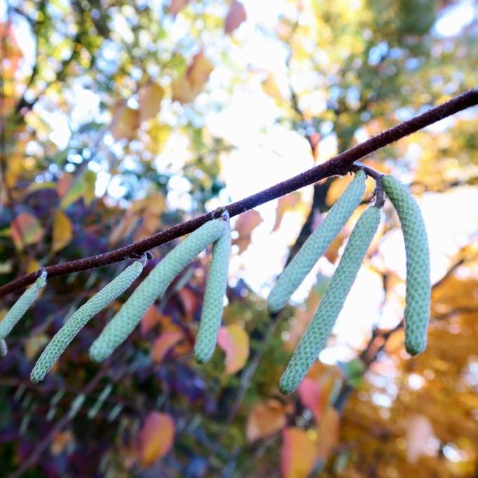 Corylus americana  - Hazelnut, American Filbert