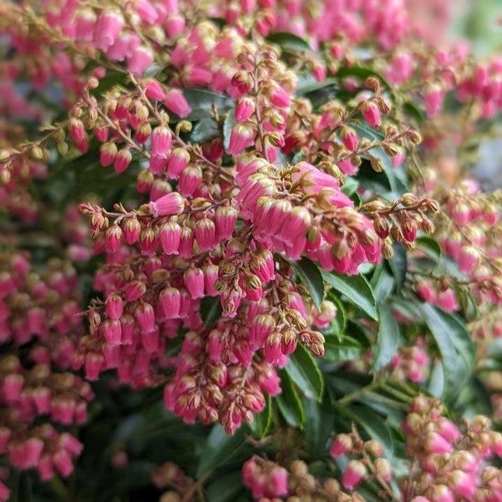 Pieris japonica 'Passion'  - Passion Party™ Passion Pieris