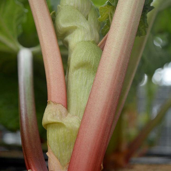 Rheum 'Victoria'  - Victoria Rhubarb