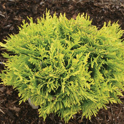 Thuja occidentalis 'Anna van Vloten' USPP 25,868  - Anna's Magic Ball® Arborvitae