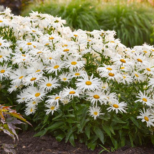 Leucanthemum superbum ’Spun Silk’  - Amazing Daisies® Spun Silk Shasta Daisy