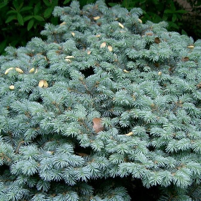 Picea pungens 'Globosa'  - Globe Blue Spruce