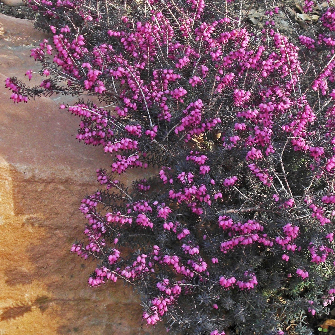 Erica x darleyensis 'Kramers Rote' - ica x darleyensis 'Kramers Rote'~ Kramer's Rote Heath