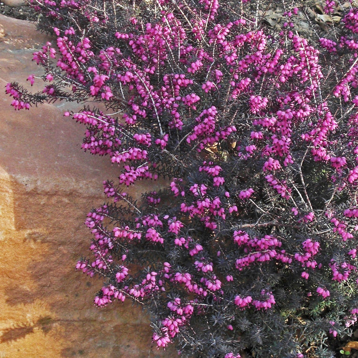 Erica x darleyensis 'Kramers Rote' - ica x darleyensis 'Kramers Rote'~ Kramer's Rote Heath