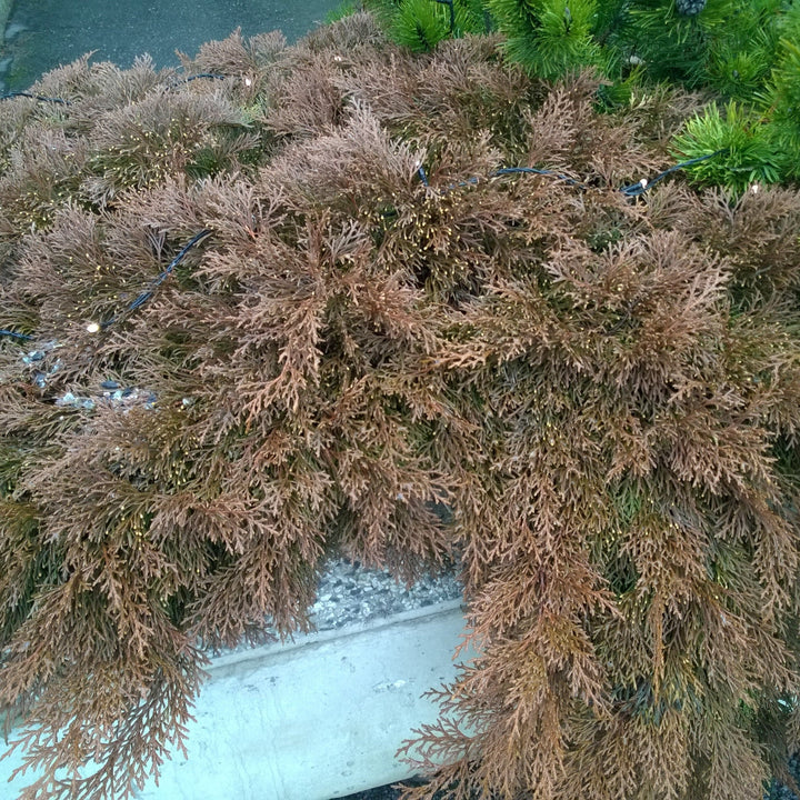 Microbiota decussata  - Siberian Cypress, Russian Arborvitae