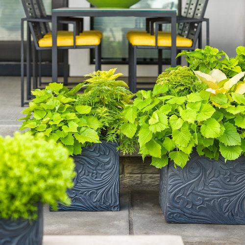 Thuja occidentalis 'Anna van Vloten' USPP 25,868  - Anna's Magic Ball® Arborvitae