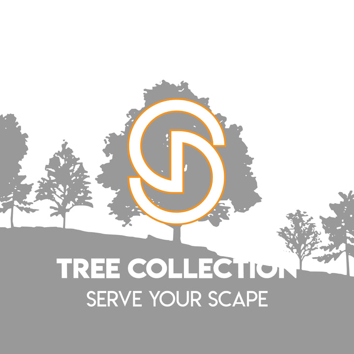 Magnolia loebneri 'Leonard Messel'  - Leonard Messel Magnolia