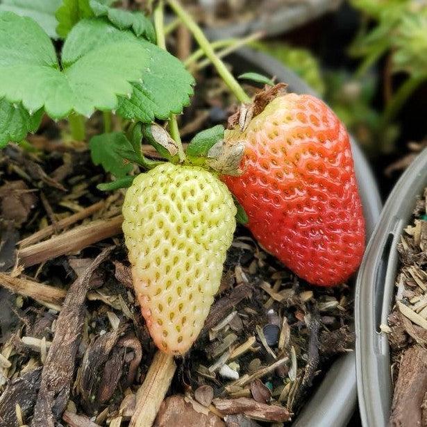 Fragaria x ananassa 'Buddy’  - Sweet Kiss™ Strawberry