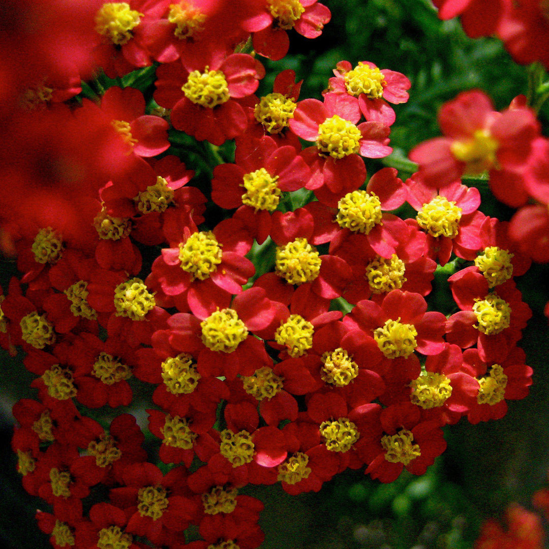 Achillea millefolium 'Strawberry Seduction'  - Strawberry Seduction Yarrow