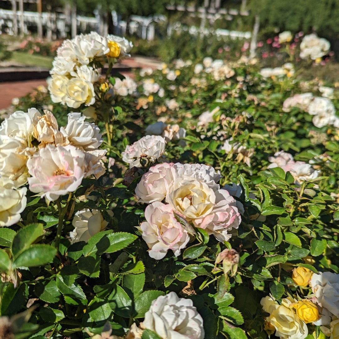 Rosa 'Novarospop' PP#24,773  - Popcorn Drift® Rose