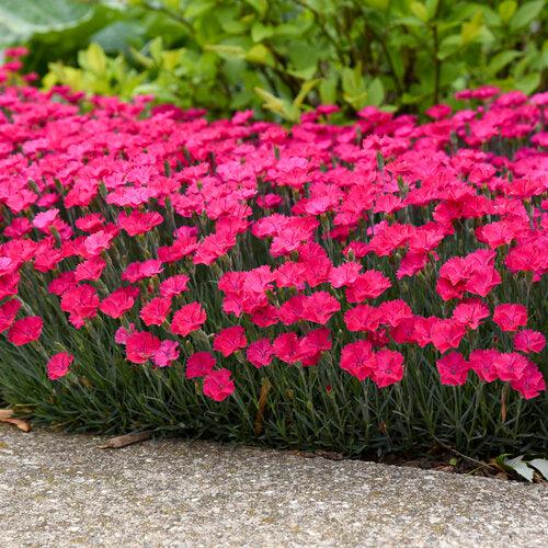 Dianthus 'Paint the Town Magenta'  - Paint the Town Magenta Dianthus
