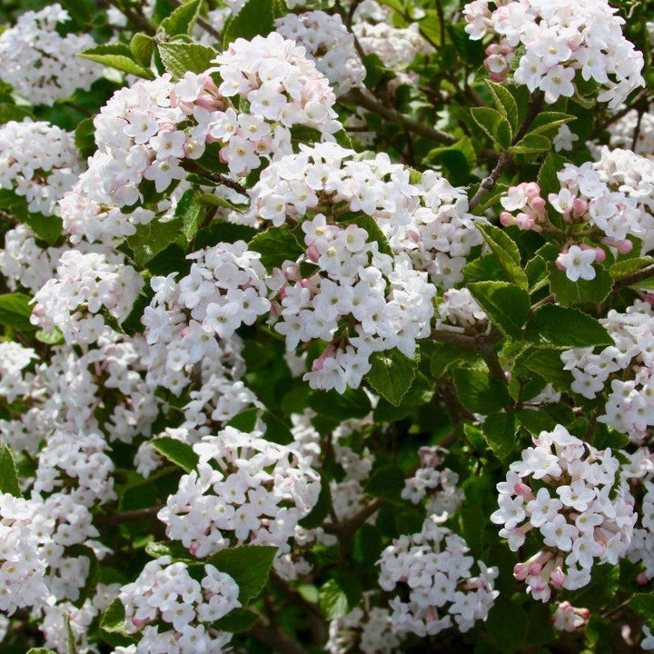 Viburnum carlesii ‘Select S’  - Sugar N' Spice™ Korean Spice Viburnum