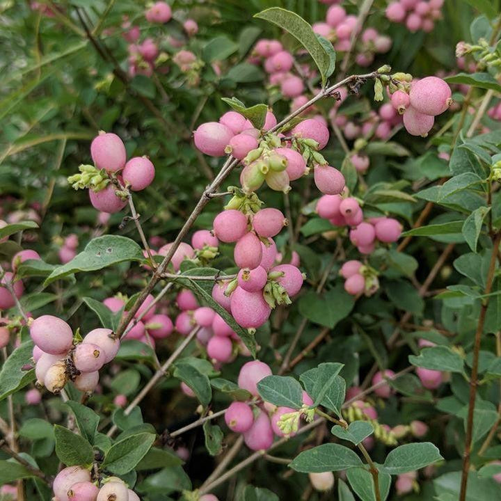 Symphoricarpos x doorenbosii 'Kolmcan'  - First Editions® Candy™ Coralberry