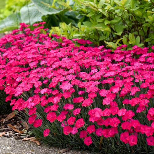 Dianthus 'Paint the Town Magenta'  - Paint the Town Magenta Dianthus