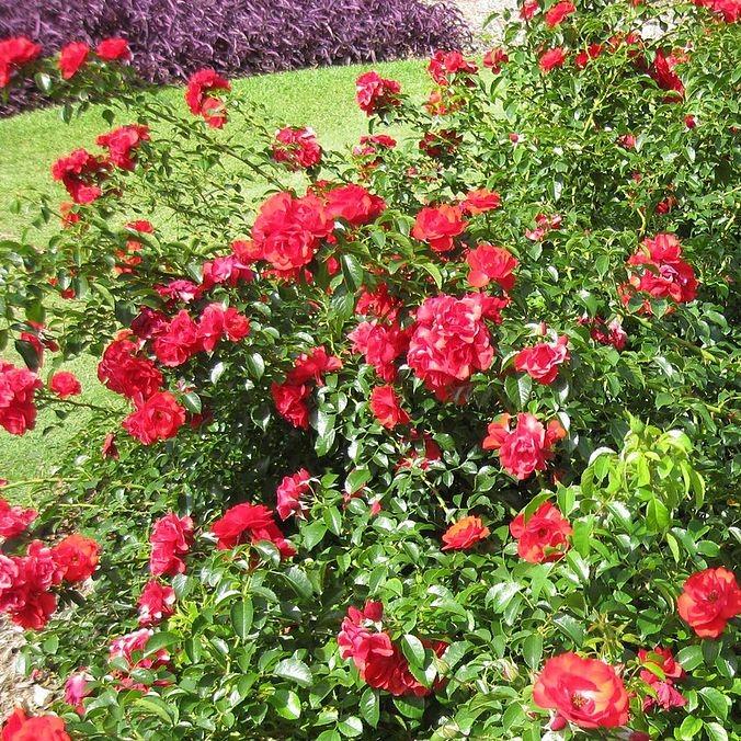 Rosa x 'NOA83100B'  - Flower Carpet® Scarlet Rose