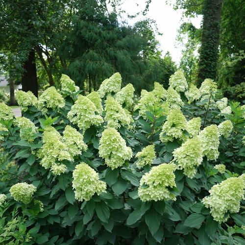 Hydrangea paniculata 'SMNHPPH'  - Proven Winners® Limelight Prime® Hydrangea