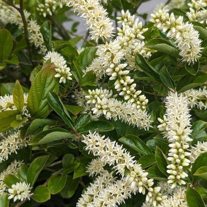 Itea virginica 'SMIHGRS'  - Fountains of Rouge™ Sweetspire