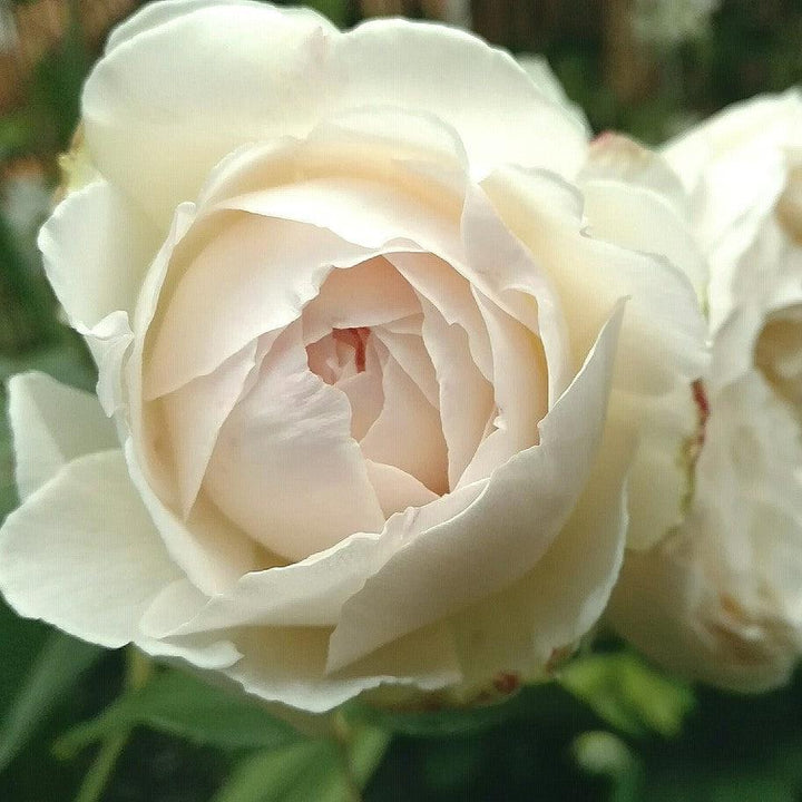 Rosa 'Ausprior'  - Claire Austin Rose