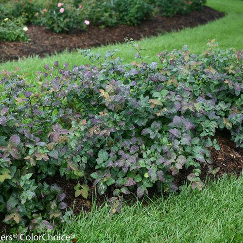 Spiraea x 'SMSMBK'  - Double Play® Blue Kazoo Spirea