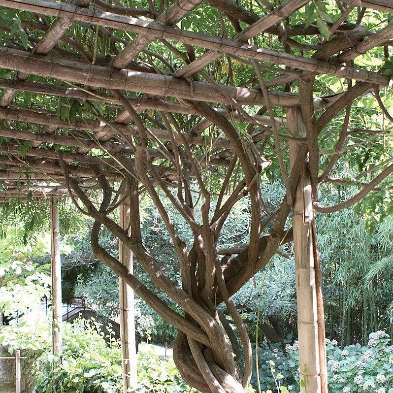 Campsis radicans  - Trumpet Vine