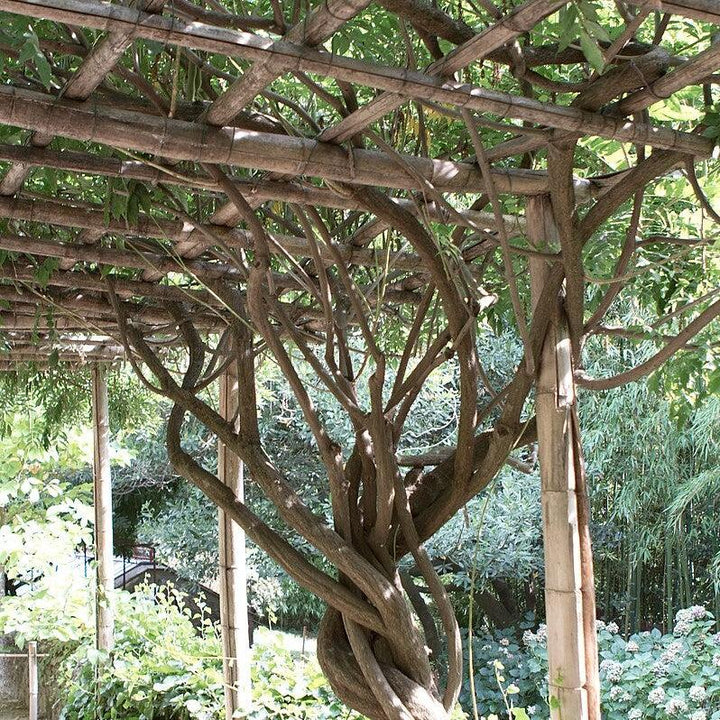 Campsis radicans  - Trumpet Vine