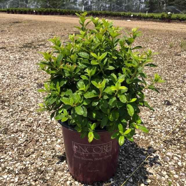 Rhododendron ‘Roblex’  - Encore® Autumn Lily™ Azalea
