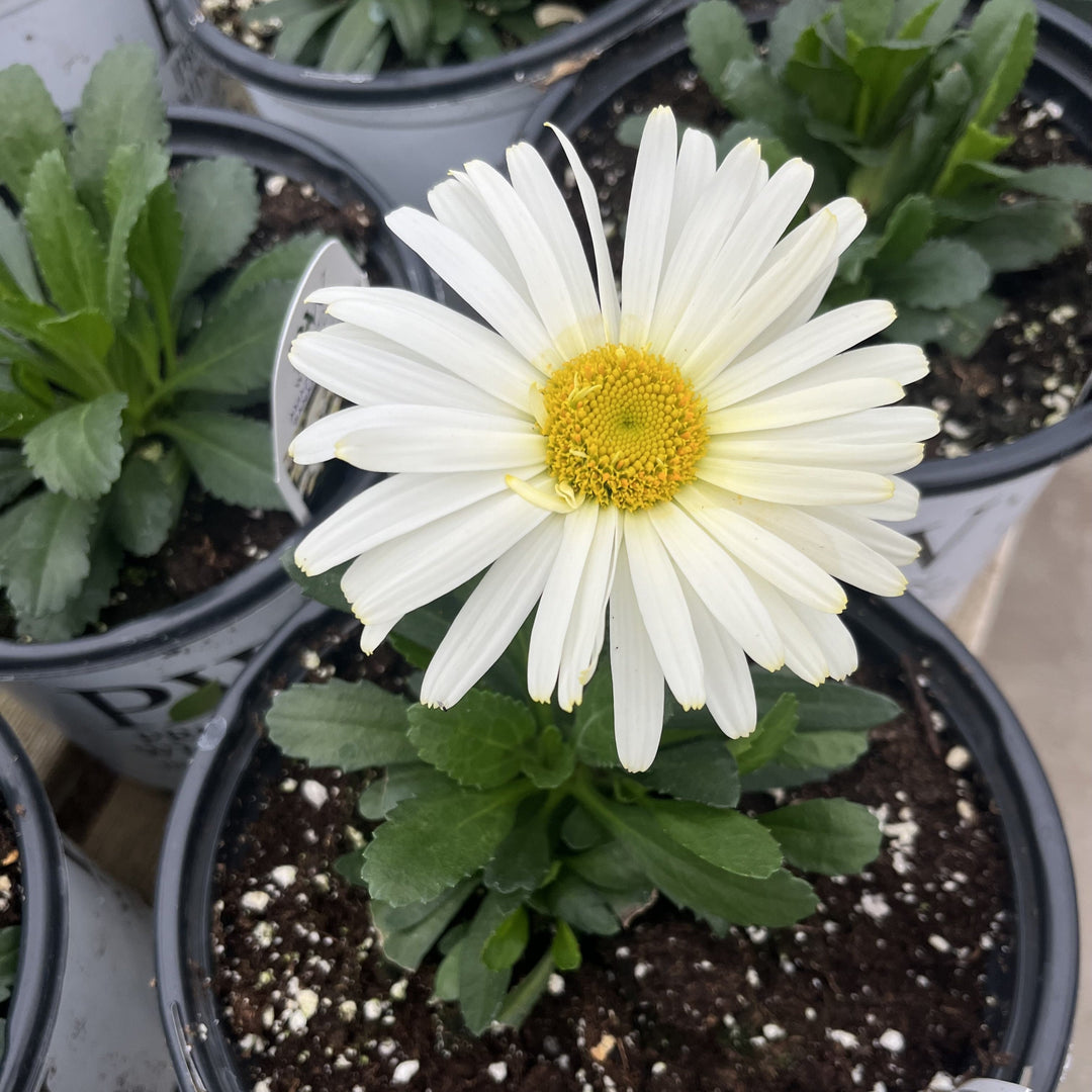 Leucanthemum superbum ’Banana Cream II’  - PW® Amazing Daisies® Banana Cream II Shasta Daisy