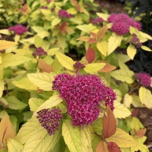 Spiraea japonica 'NCSX1'  - Double Play® Candy Corn® Spirea