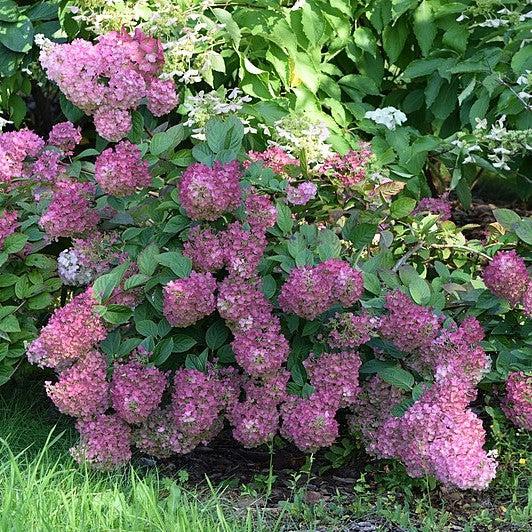 Hydrangea paniculata 'Rensun' PP 25,438  - First Editions® Strawberry Sundae® Hydrangea