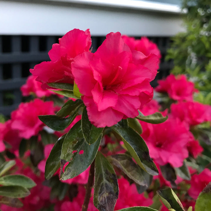 Rhododendron 'Girard Christina' ~ Girard's Christina Azalea