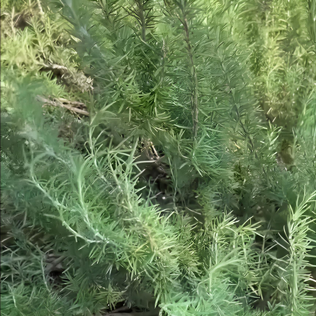 Rosmarinus officinalis 'Salem'  - Salem Rosemary