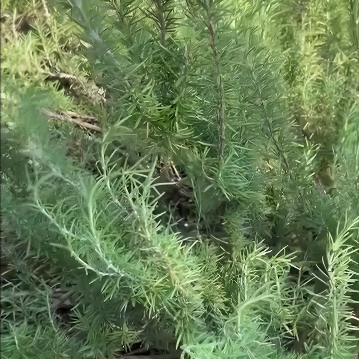 Rosmarinus officinalis 'Salem'  - Salem Rosemary