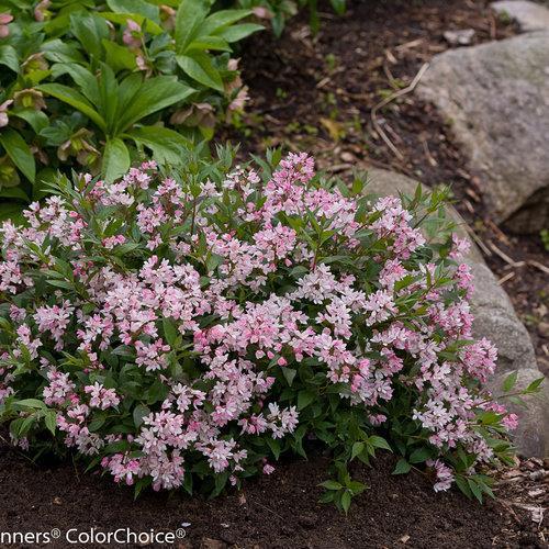 Deutzia 'NCDX2'  - Yuki Cherry Blossom® Deutzia