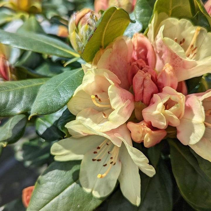 Rhododendron yakushimanum Miyama 'Gold Prinz'  - Gold Prinz Rhododendron