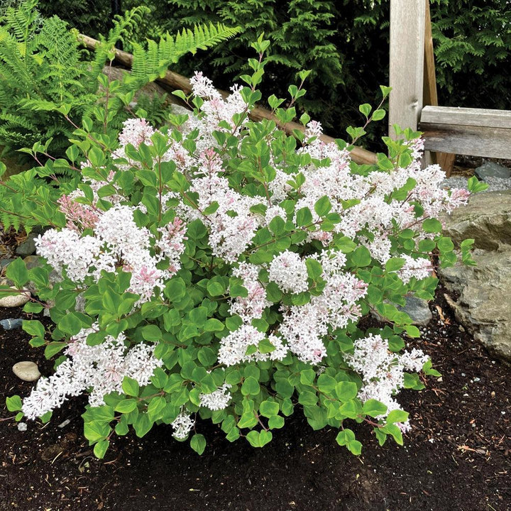 Syringa meyeri 'JDB123WHITEHOUSE'  - Bloomin' Easy® Pearl Potion™ Korean Lilac