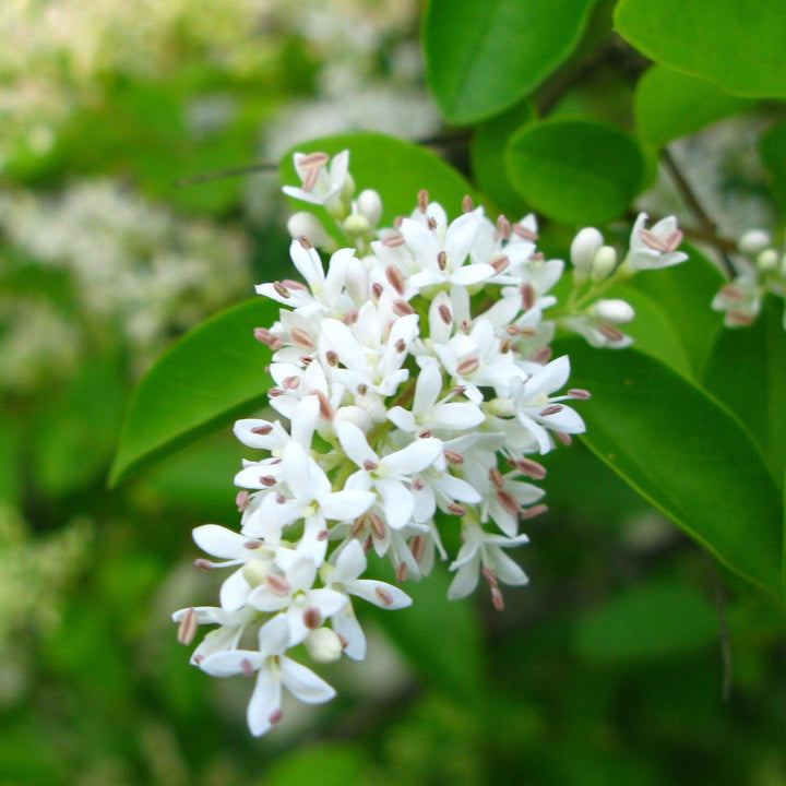 Ligustrum amurense  - Amur Privet