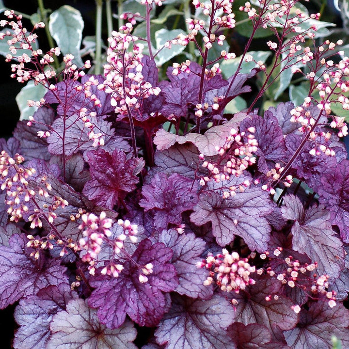 Heuchera x 'Shanghai'  - CITY™ Shanghai Heuchera