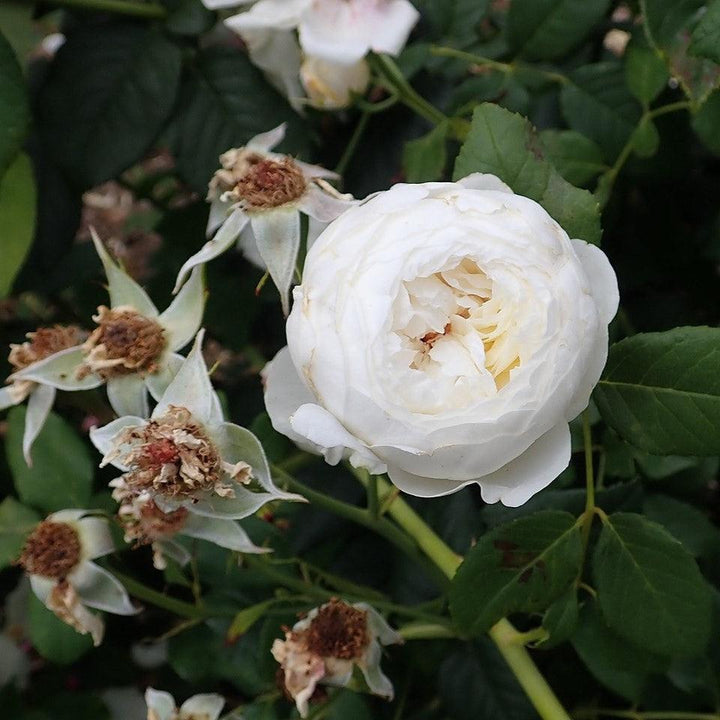 Rosa 'Ausprior'  - Claire Austin Rose