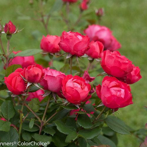 Rosa 'Meipeporia'  - OSO Easy® Double Red Rose