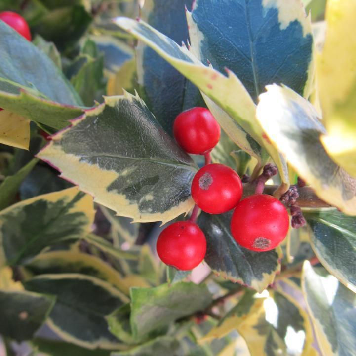 Ilex x meserveae 'Honey Maid'  - Honey Maid™ Holly
