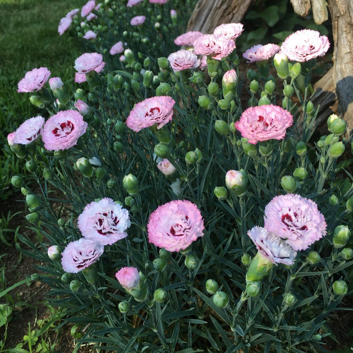 Dianthus 'Appleblossom Burst'  - Pretty Poppers™ Appleblossom Burst Dianthus